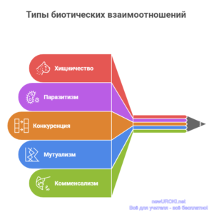 Инфографика: Типы биотических взаимоотношений Инфографика: Типы биотических взаимоотношений