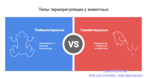 Инфографика: Типы терморегуляции у животных Инфографика: Типы терморегуляции у животных