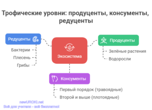 Инфографика: Трофические уровни продуценты консументы редуценты Инфографика: Трофические уровни продуценты консументы редуценты