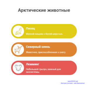 Инфографика: Животные тундры Инфографика: Животные тундры