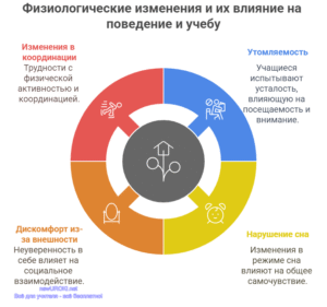 Инфографика: Физиологические изменения и их влияние на поведение и учебу Инфографика: Физиологические изменения и их влияние на поведение и учебу